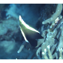 Heniochus varius (Cuvier, 1829)