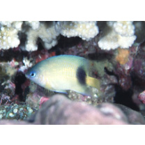 Plectroglyphidodon johnstonianus Fowler et Ball, 1924