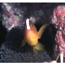Amphiprion sandaracinos Allen, 1972