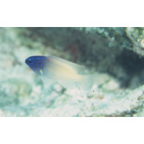 Chrysiptera rex (Snyder, 1909)