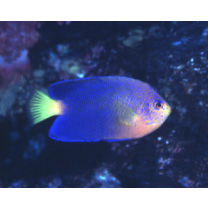 Centropyge interrupta (Tanaka, 1918)