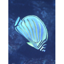 Chaetodon ornatissimus Cuvier, 1831