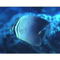 Chaetodon baronessa Cuvier, 1829