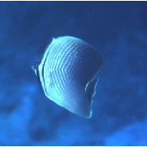 Chaetodon baronessa Cuvier, 1829