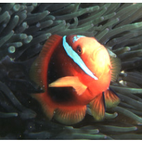 Amphiprion frenatus Brevoort, 1856