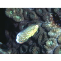 Anampses twistii Bleeker, 1856