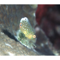 Anampses twistii Bleeker, 1856