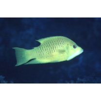 Epibulus insidiator (Pallas, 1770)