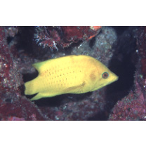 Epibulus insidiator (Pallas, 1770)