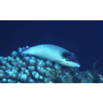 Anampses neoguinaicus Bleeker, 1878