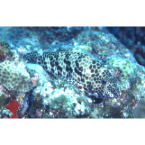 Epinephelus merra Bloch, 1793