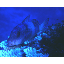 Parupeneus insularis Randall et Myers, 2002