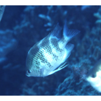 Amblyglyphidodon curacao (Bloch, 1787)