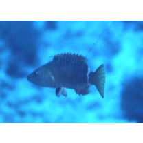 Oxycheilinus unifasciatus (Streets, 1877)