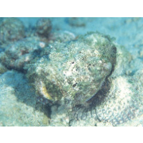 Scorpaenopsis neglecta Heckel, 1837 or S. diabolus Cuvier, 1829