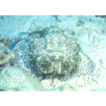 Scorpaenopsis neglecta Heckel, 1837 or S. diabolus Cuvier, 1829