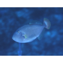 Melichthys vidua (Richardson, 1845)