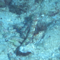 Amblyeleotris periophthalma (Bleeker, 1853)