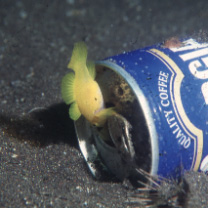 Lubricogobius exiguus Tanaka, 1915