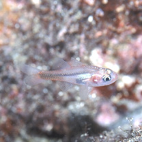 Apogon kominatoensis Ebina, 1935