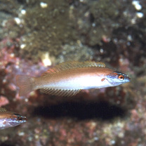 Pseudocoris yamashiroi (Schmidt, 1931)