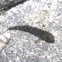 Chaenogobius gulosus (Sauvage, 1882)