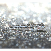 Istigobius goldmanni (Bleeker, 1852)