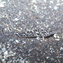 Istigobius goldmanni (Bleeker, 1852)