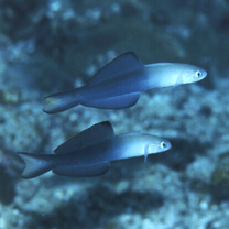 Ptereleotris evides (Jordan et Hubbs, 1925)