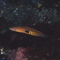 Pseudocoris ocellata Chen et Shao, 1995