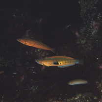 Pseudocoris ocellata Chen et Shao, 1995