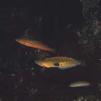 Pseudocoris ocellata Chen et Shao, 1995