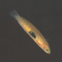 Pseudocoris ocellata Chen et Shao, 1995