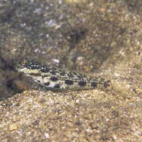 Gladiogobius brevispinis Shibukawa et Allen, 2007