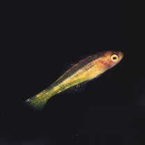 Trimma taylori Lobel, 1979