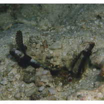 Vanderhorstia prealta Lachner et McKinney, 1981