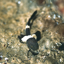 Astrabe flavimaculata Akihito et Meguro, 1988