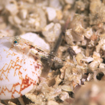 Grallenia arenicola Shibukawa et Iwata, 2007