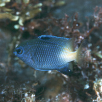 Stegastes insularis Allen et Emery, 1985