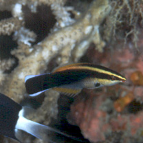 Labroides pectoralis Randall et Springer, 1975