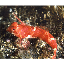 Neosynchiropus rubrovinctus (Gilbert, 1905)