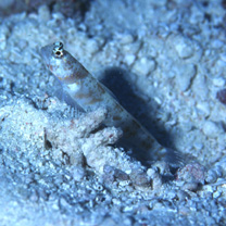 Amblyeleotris periophthalma (Bleeker, 1853)