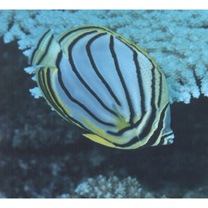 Chaetodon meyeri Bloch et Schneider, 1801