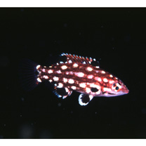 Bodianus dictynna Gomon, 2006