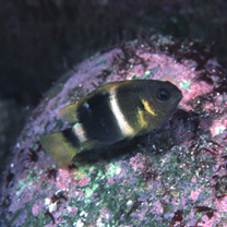 Chrysiptera brownriggii (Bennett, 1828)