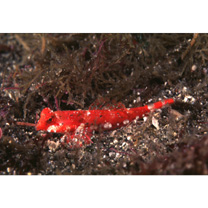 Neosynchiropus rubrovinctus (Gilbert, 1905)