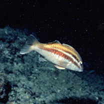 Parupeneus biaculeatus (Richardson, 1846)