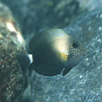 Acanthurus maculiceps (Ahl, 1923)