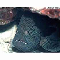 Cephalopholis sonnerati (Valenciennes, 1828)