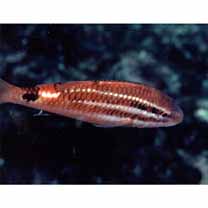 Parupeneus spilurus (Bleeker, 1854)